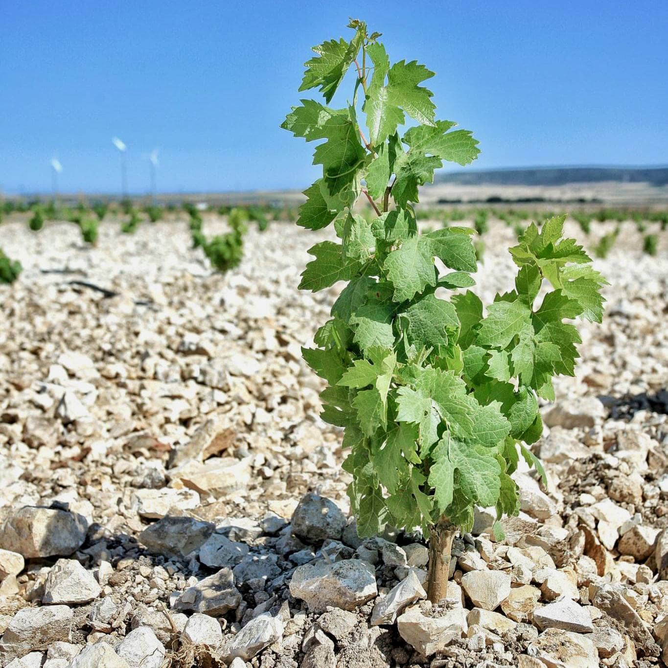 valentina - passalacqua - puglia - pouilles - calcarius - vin orange - let it bib - bib bio - cubi bio - vin naturel - vin bio - 10