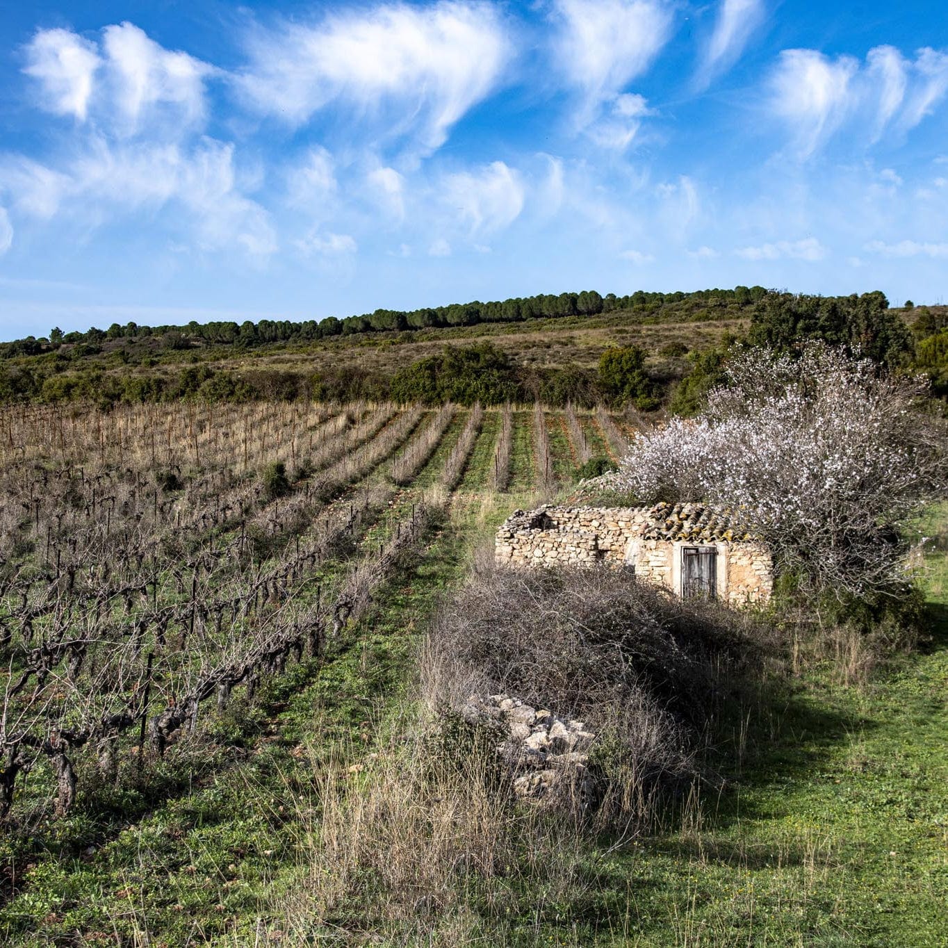 vin orange - le grangeot - xavier fenoy - languedoc - orange dream - let it bib - cubi bio - bib bio - cubi nature - bib nature - vin nature - 4