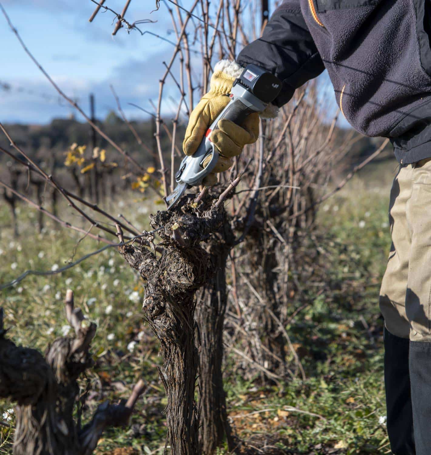 vin orange - le grangeot - xavier fenoy - languedoc - orange dream - let it bib - cubi bio - bib bio - cubi nature - bib nature - vin nature - 5