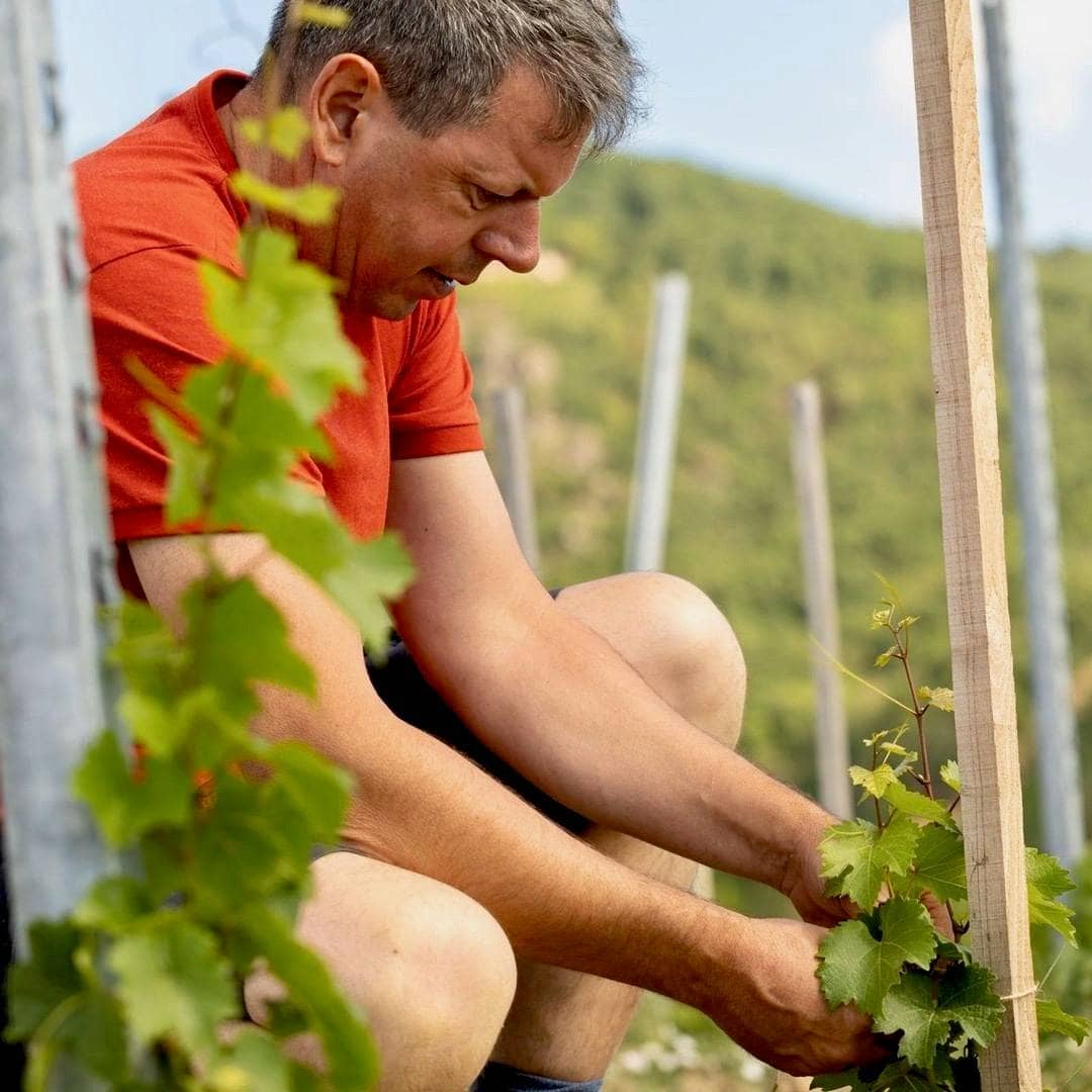 Le Tendre 2023 (Vin de France)