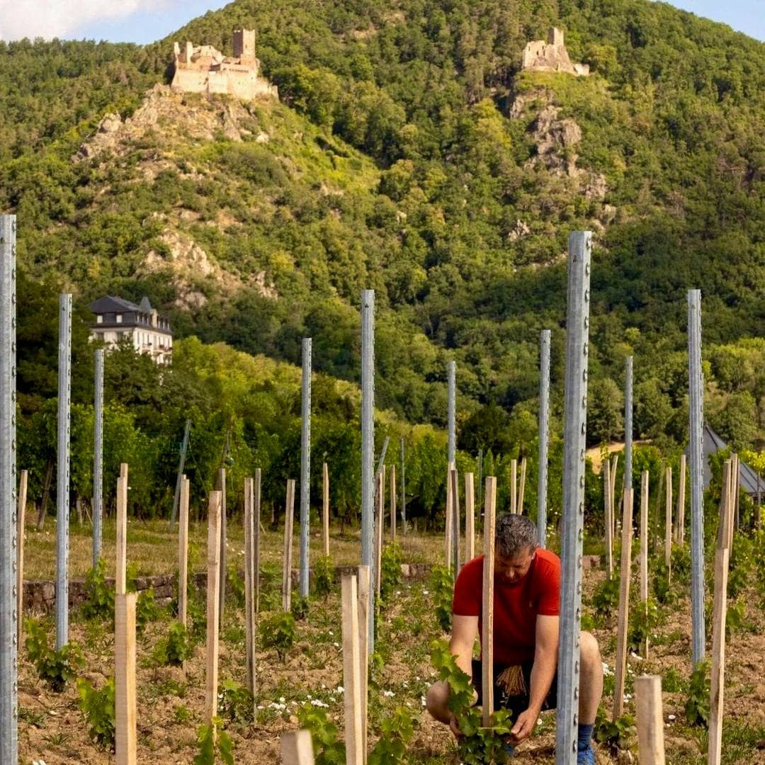 Le Tendre 2023 (Vin de France)