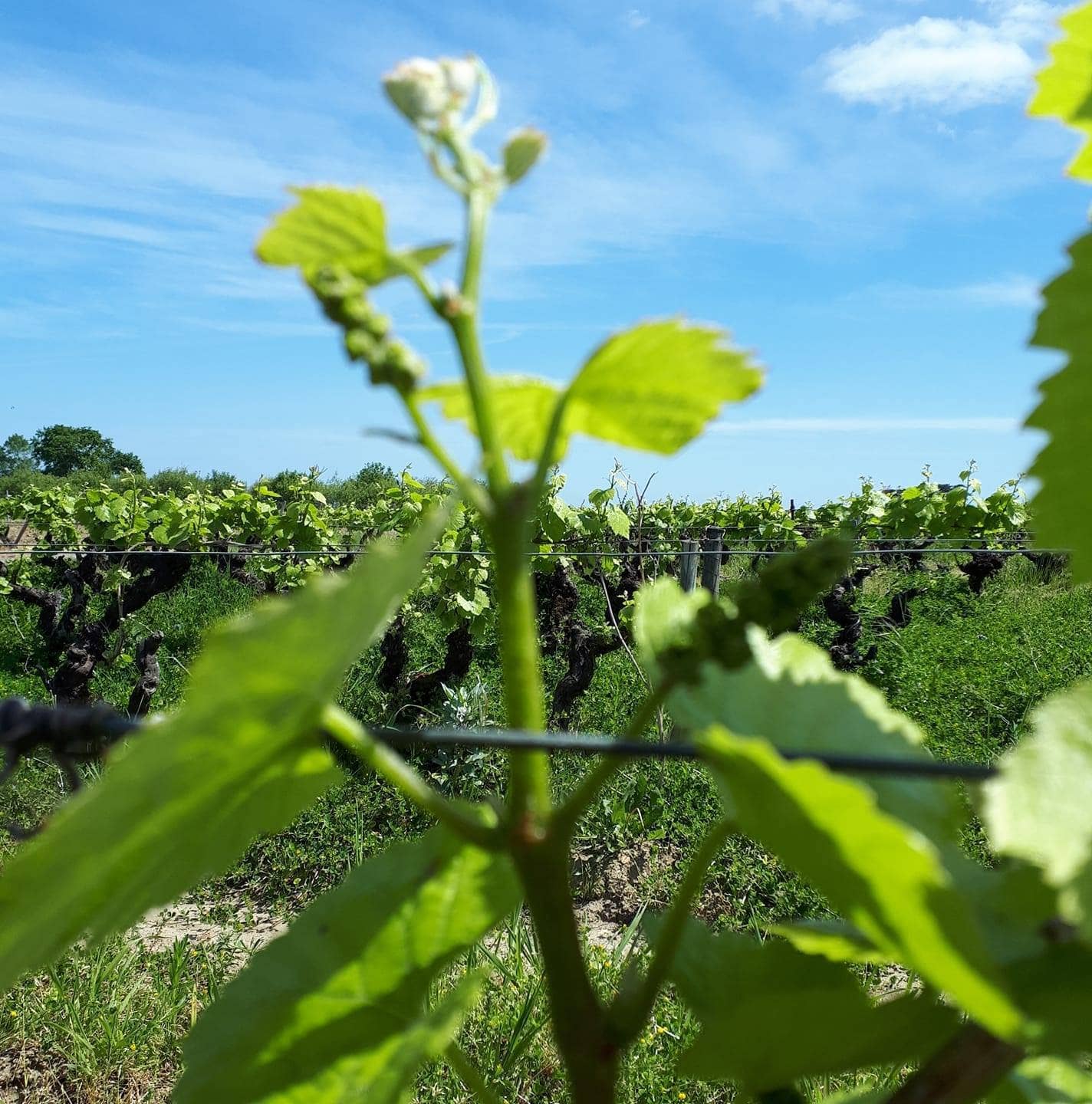 Je t’aime mais j’ai soif 2023 (Vin de France)