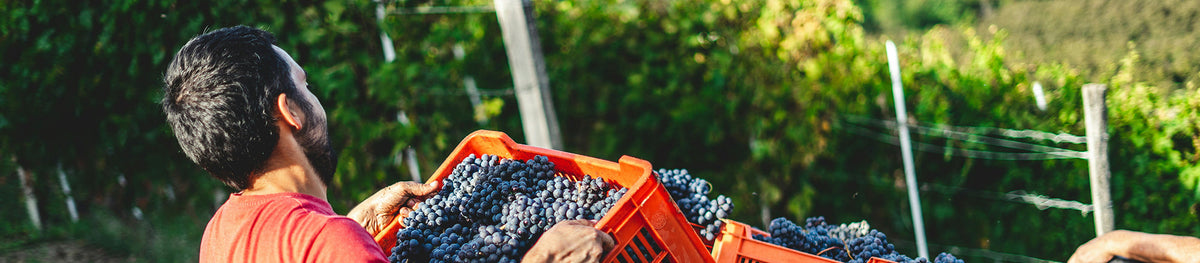 Qu'est-ce qu'un vigneron nature ? Un métier, une philosophie, un engagement