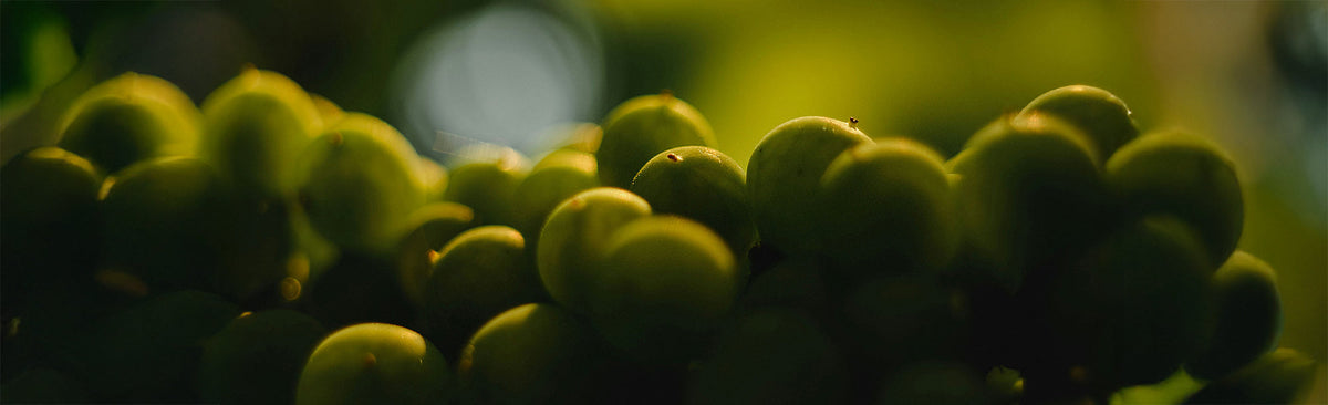 Vin nature sans label : comment repérer un bon vigneron ?