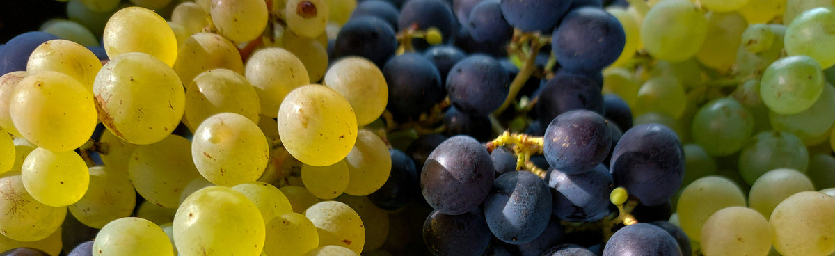 Les cépages du vin nature : quels raisins pour quels styles ?