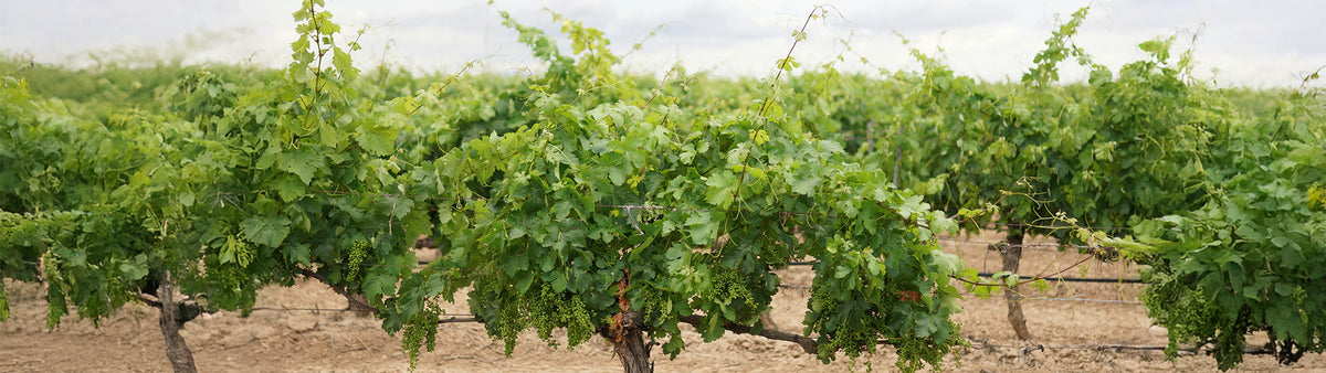 Les vieilles vignes : pourquoi elles comptent autant en vin nature