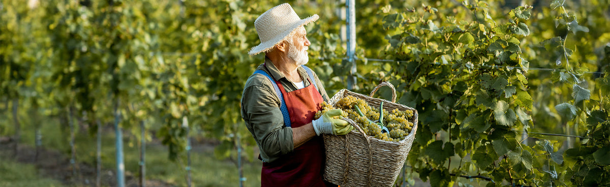 Ce que 'en conversion' veut vraiment dire sur une étiquette de vin