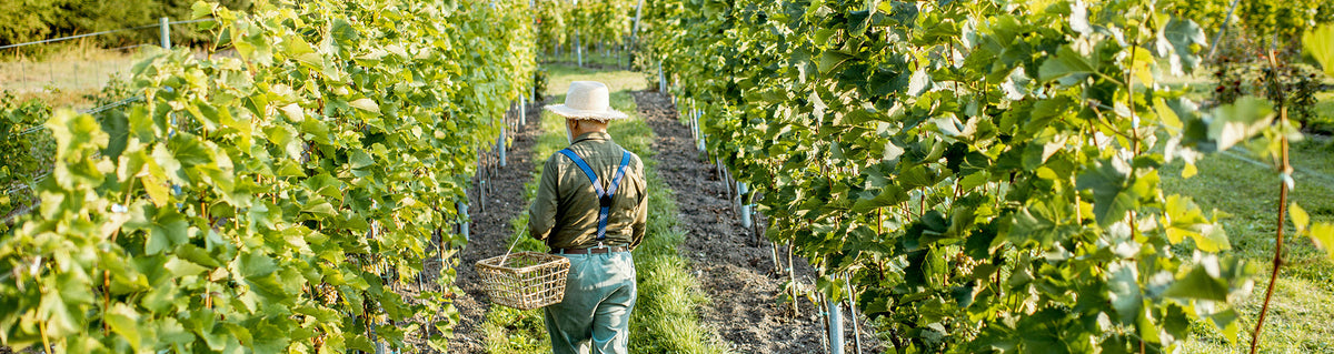 Pourquoi certains vignerons bio renoncent à leur AOC