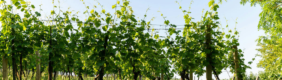 Vin de France : l'appellation des affranchis — pourquoi de grands vignerons l'ont choisie