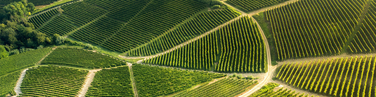 Le terroir : ce mot qui veut vraiment dire quelque chose en vin nature