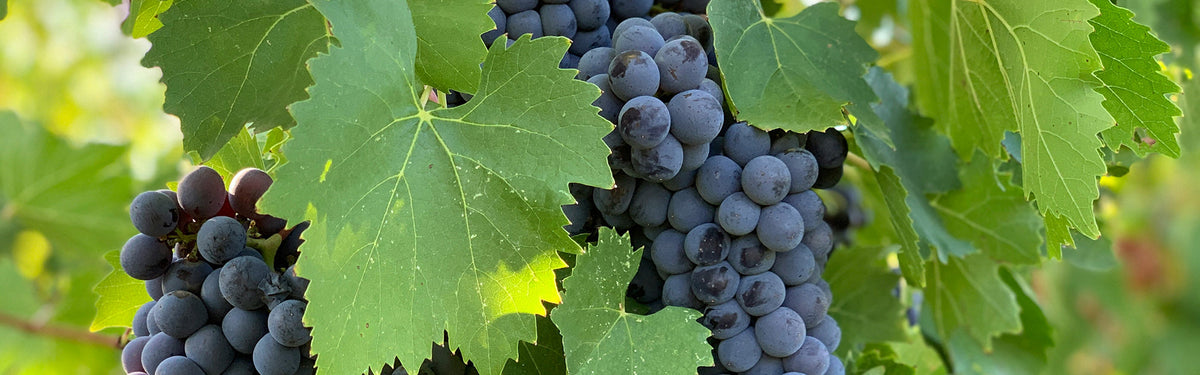 Grenache, Carignan, Cinsault : le trio du Languedoc en BIB