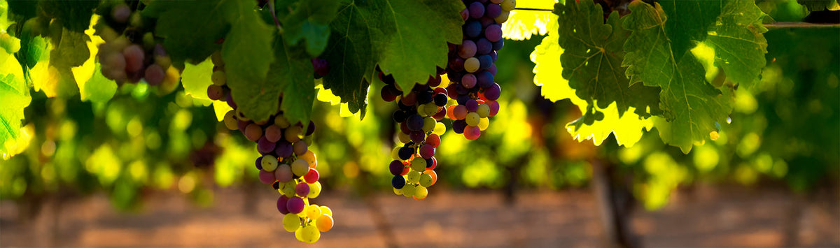 Biodynamie : lubie New Age ou viticulture d'excellence ?