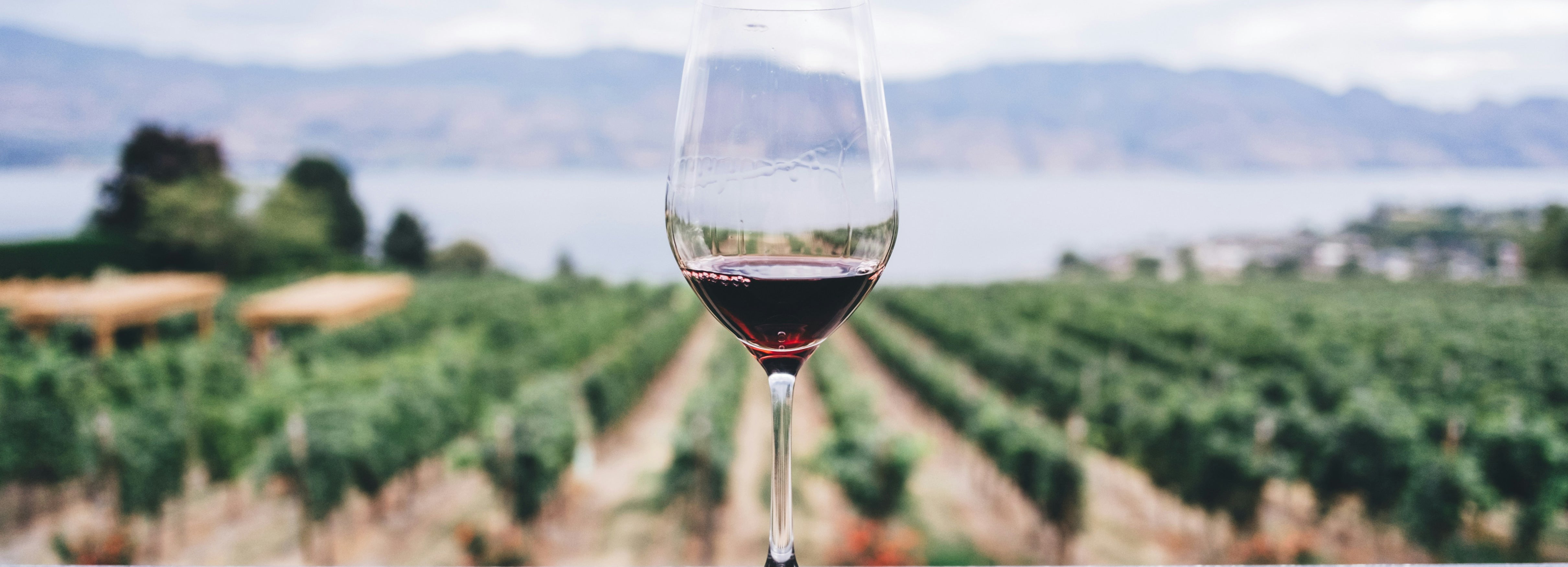 Comment le terroir influence-t-il le gout du vin ?