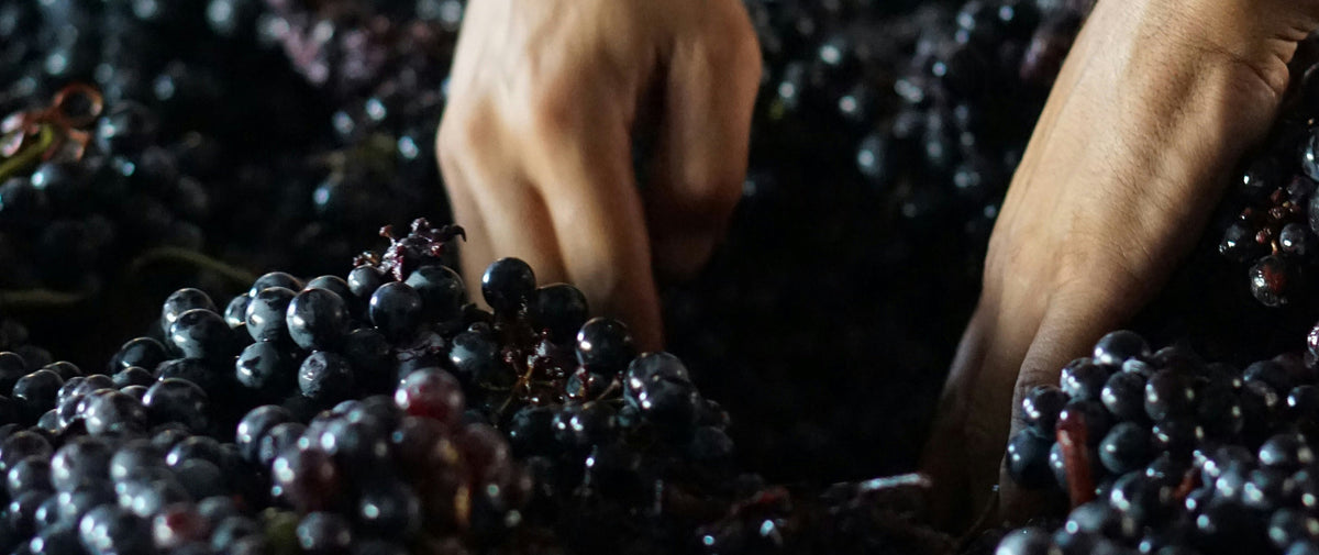 La Syrah en BIB : épicée, profonde, méconnue