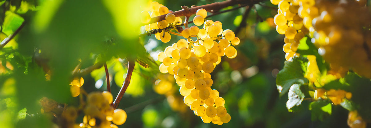 Comment est fait un vin orange ? La macération sur peaux expliquée
