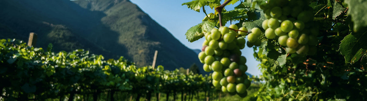 Le label AB sur le vin : ce que ça garantit vraiment (et ce que ça ne garantit pas)