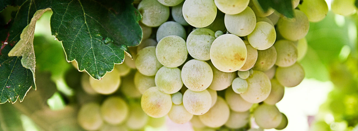 Le Chenin blanc en BIB : le cépage qui fait tout
