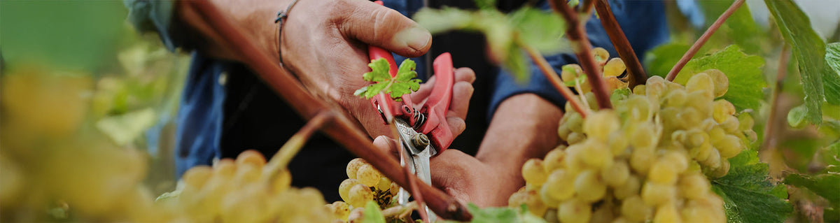 Vendanges manuelles vs mécaniques : pourquoi ça change tout dans le verre
