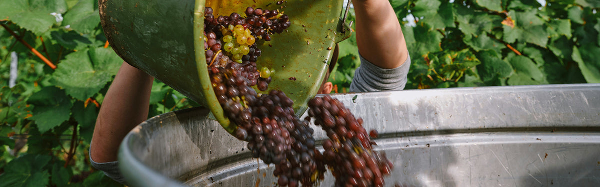 C'est quoi le vin nature ? Le guide complet pour les curieux