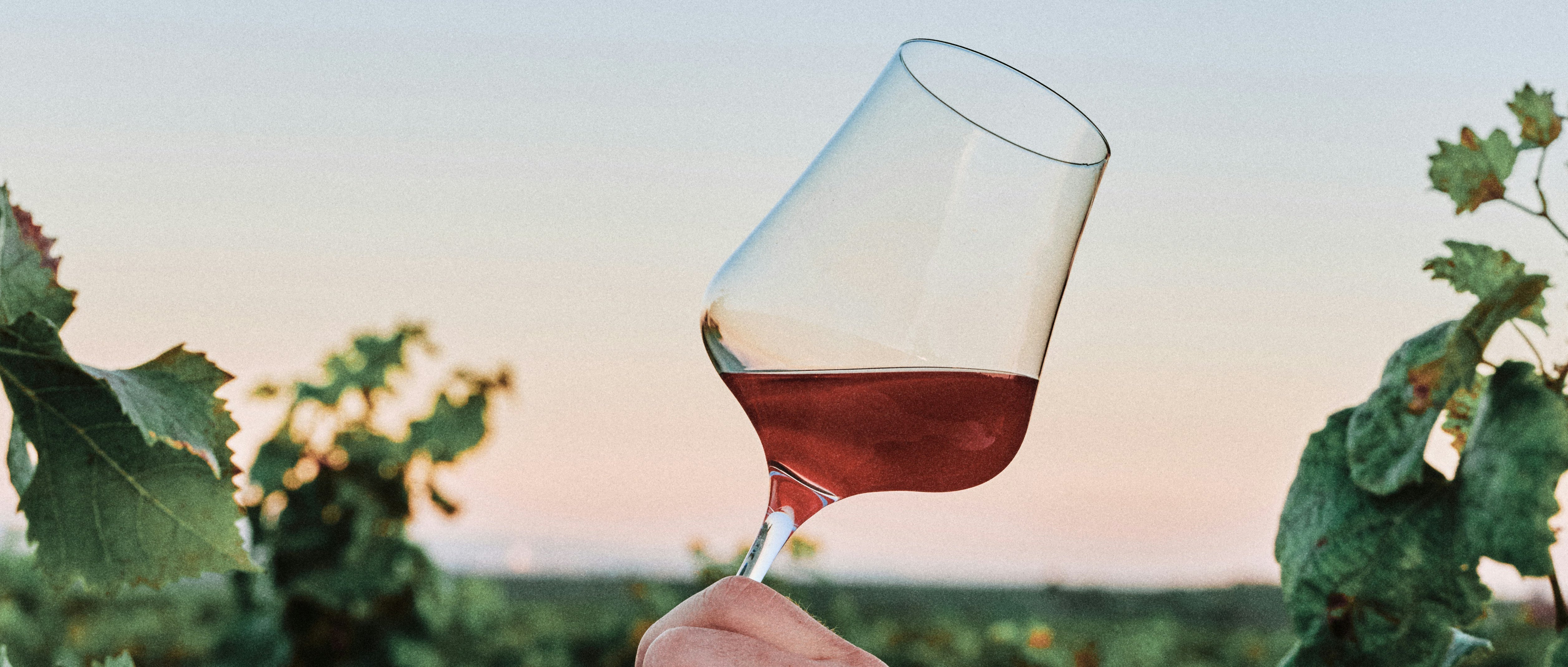 Grappes de raisin dans une vigne en agriculture biologique — différence entre vin bio, nature et biodynamique