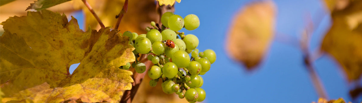Demeter et Biodyvin : les deux certifications biodynamie expliquées
