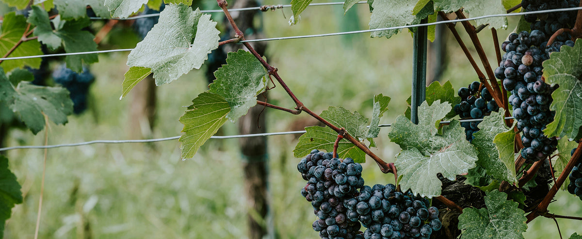 Le Gamay en BIB : le cépage roi du vin nature léger