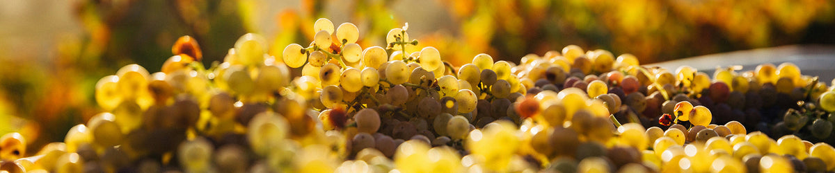 AVN, S.A.I.N.S., Nature & Progrès : les chartes du vin nature expliquées