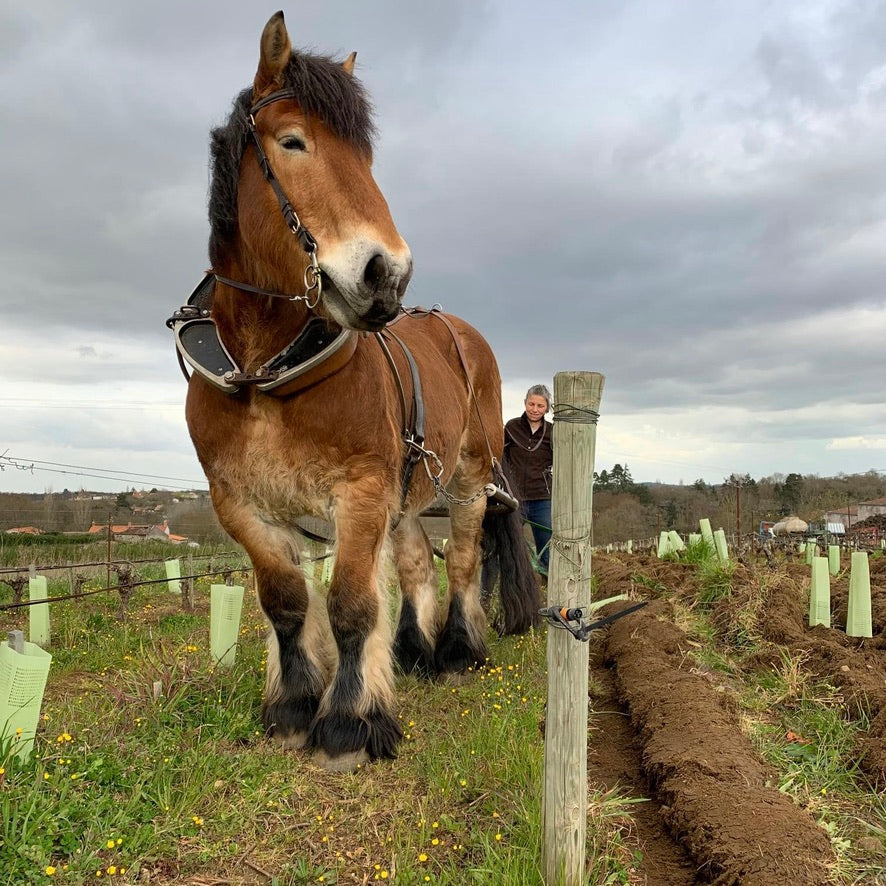 Je t'aime mais j'ai soif... 2024 (Vin de France)
