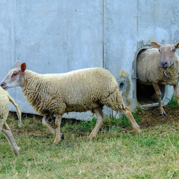 Un chien dans un jeu de quille 2024 (Vin de France)