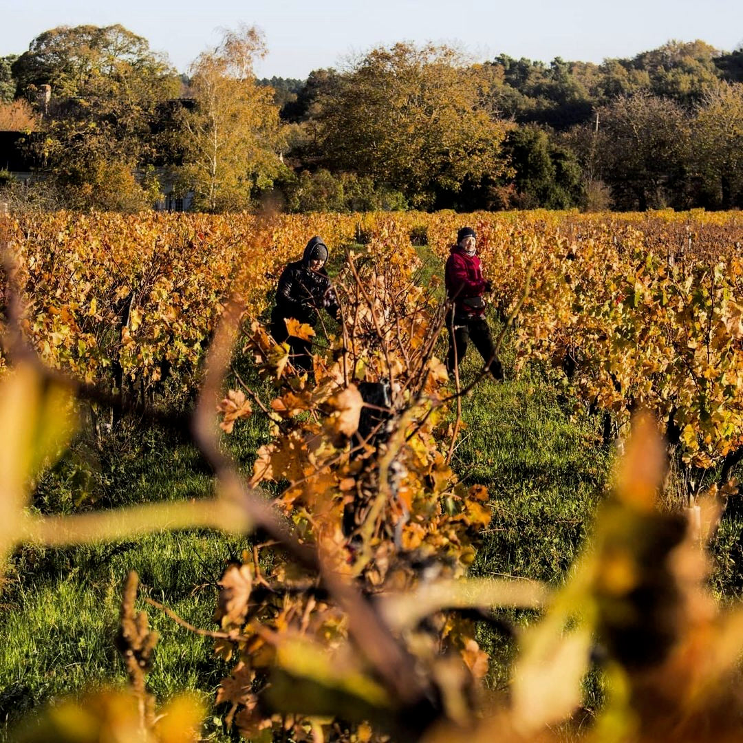 Un chien dans un jeu de quille 2024 (Vin de France)