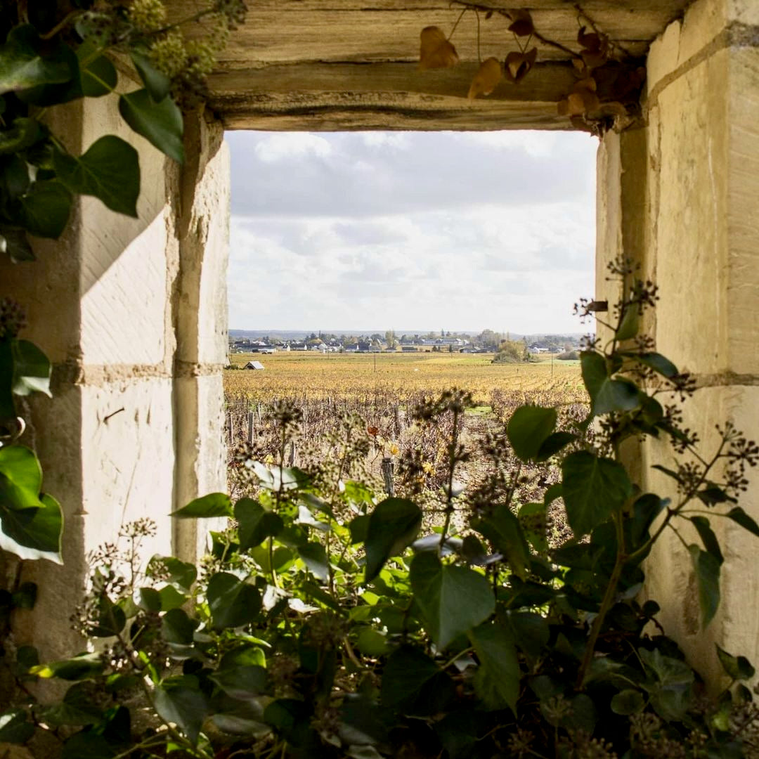 Un chien dans un jeu de quille 2024 (Vin de France)