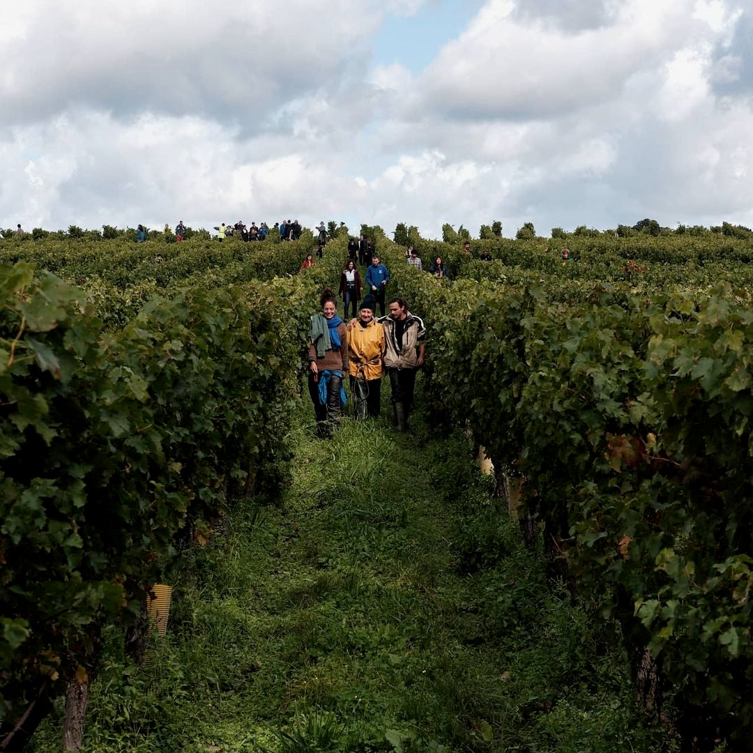 Un chien dans un jeu de quille 2024 (Vin de France)
