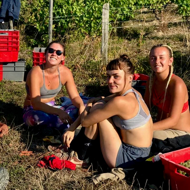 Un chien dans un jeu de quille 2024 (Vin de France)