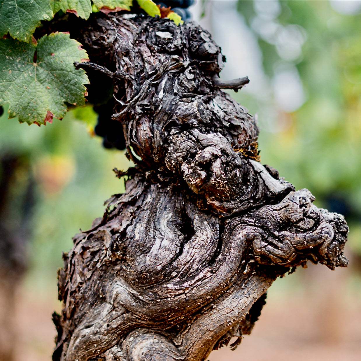 Médoc 2022 (AOC)