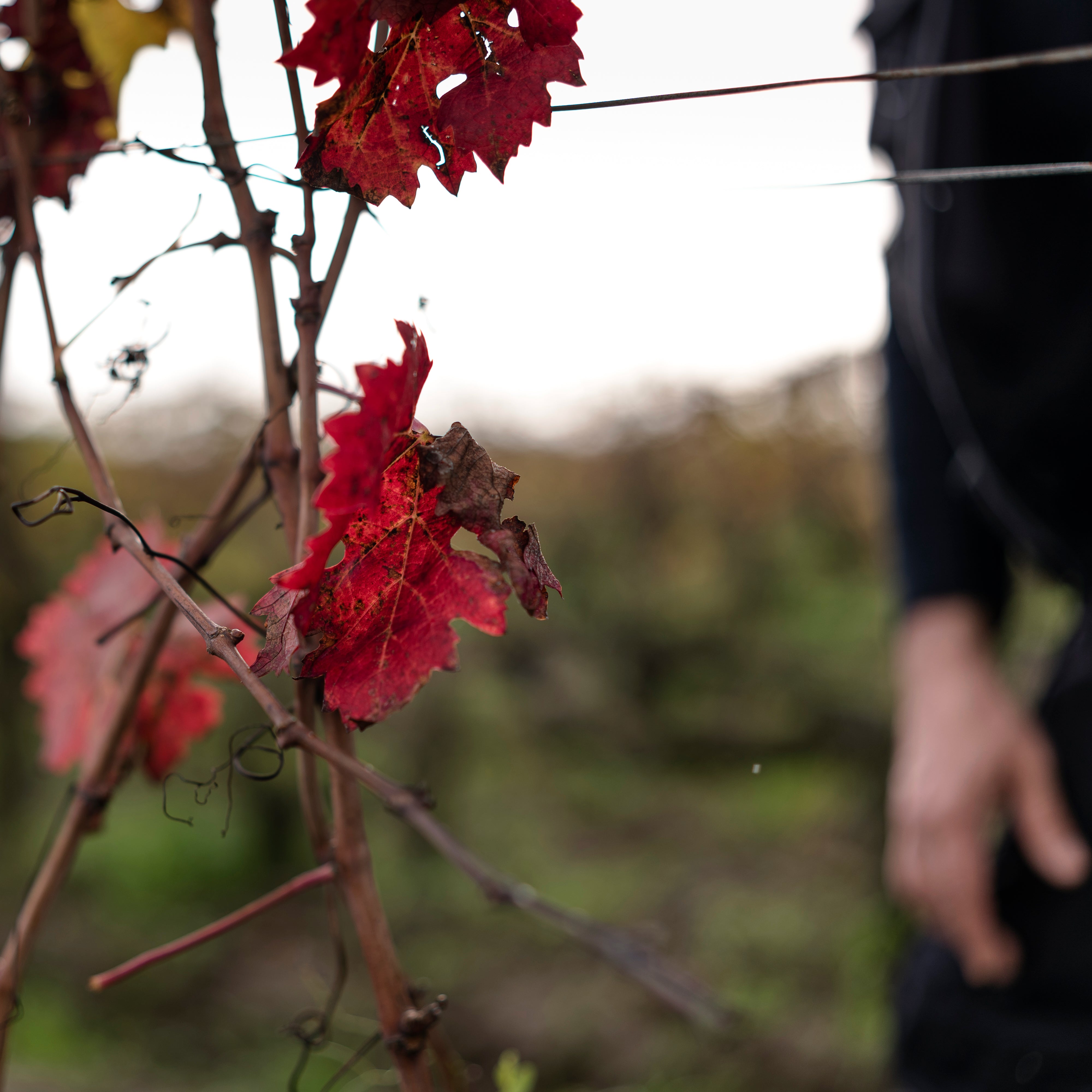 Médoc 2022 (AOC)