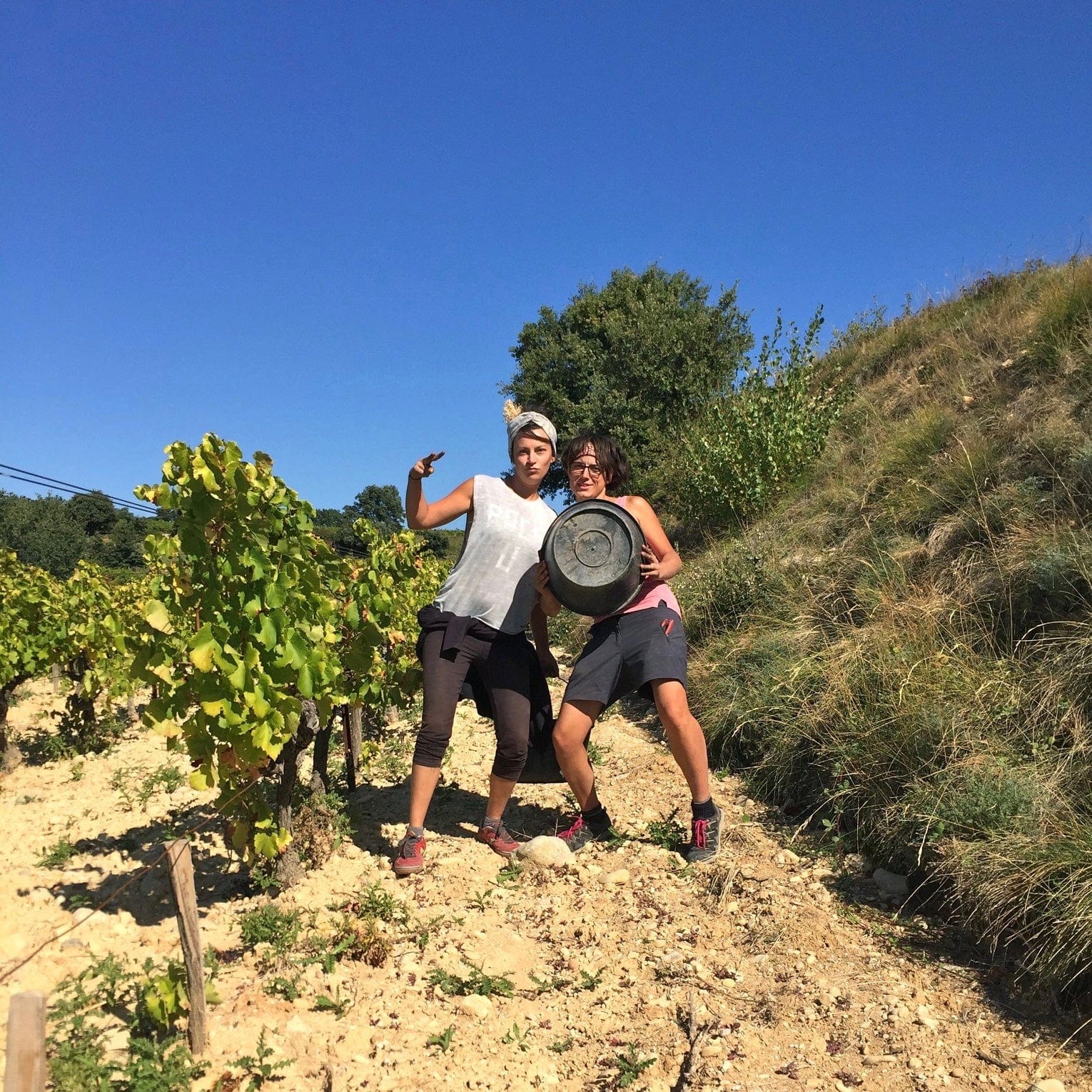 Les Petits Buis 2023 (AOC Côtes-du-Rhône)