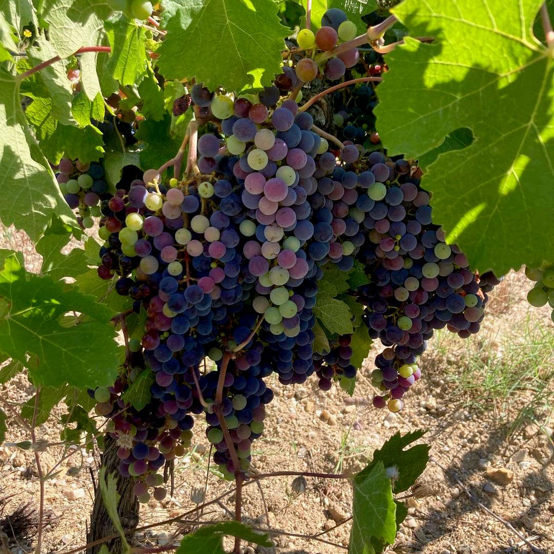 Manhac 2024 (Vin de France)