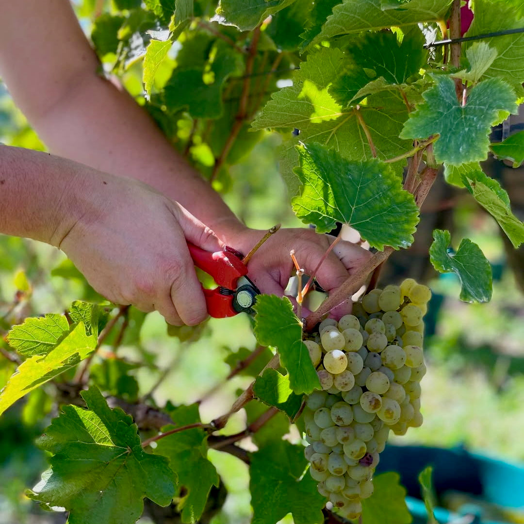 Chenin de traverse 2024 (AOC Saumur Blanc)