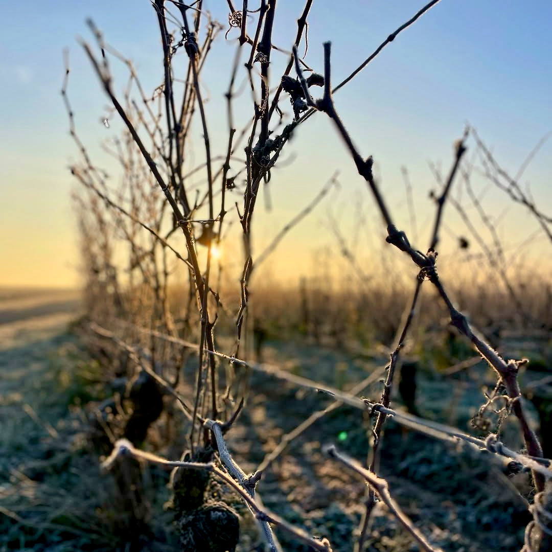 Chenin de traverse 2024 (AOC Saumur Blanc)