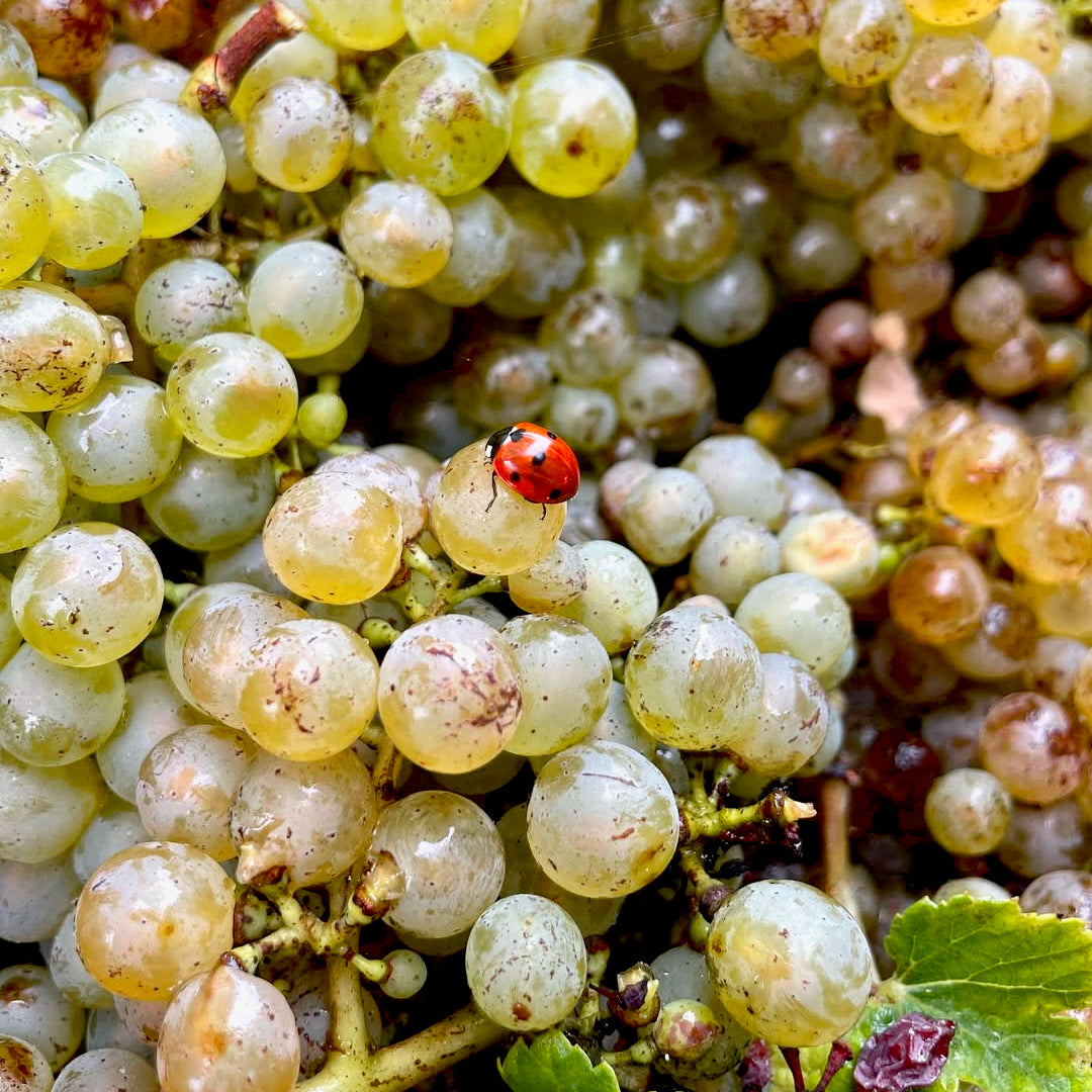 Chenin de traverse 2024 (AOC Saumur Blanc)