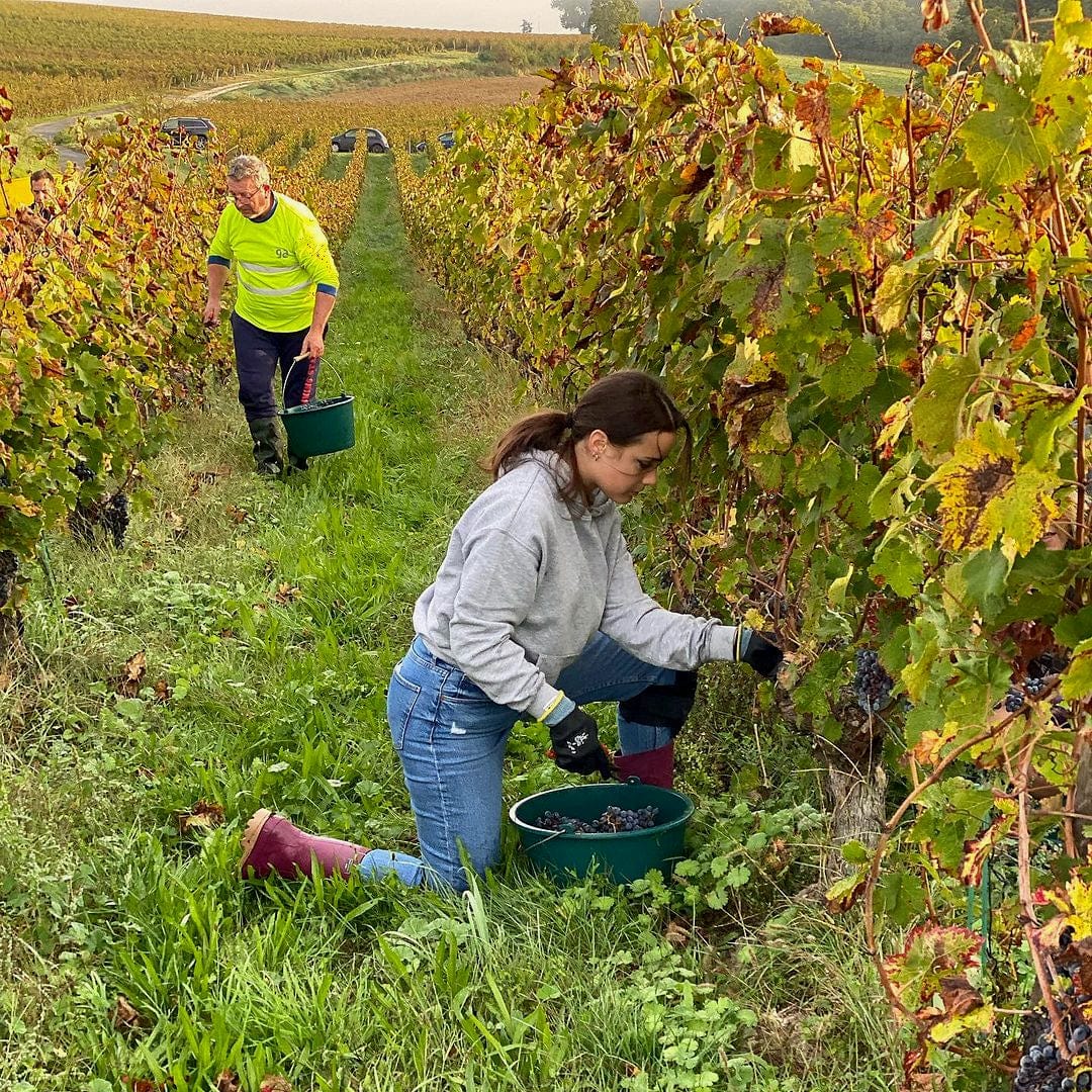 Chenin de traverse 2024 (AOC Saumur Blanc)