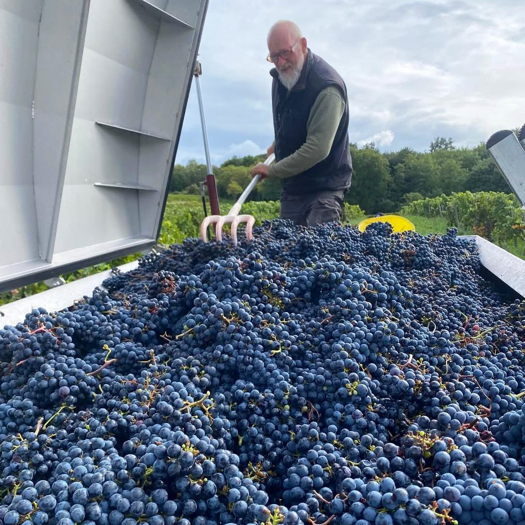 Green Wish 2023 (AOC Saumur-Champigny)