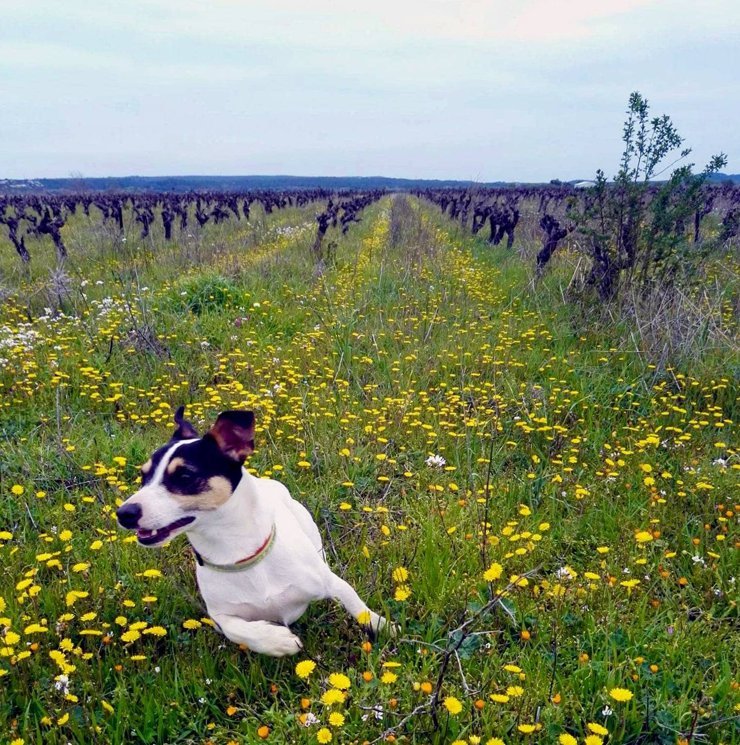 The Notorious BIB 2023 (Vin de France)