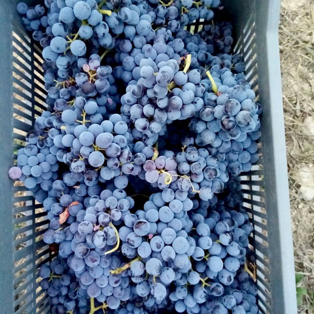 The Notorious BIB 2023 (Vin de France)