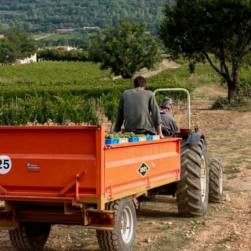 Bob Singlar rosé 2023 (Vin de France)