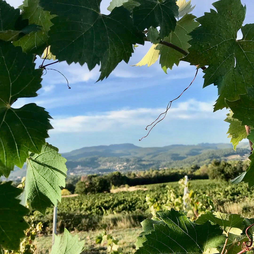 Terre de ciel 2024 (IGP Vaucluse)