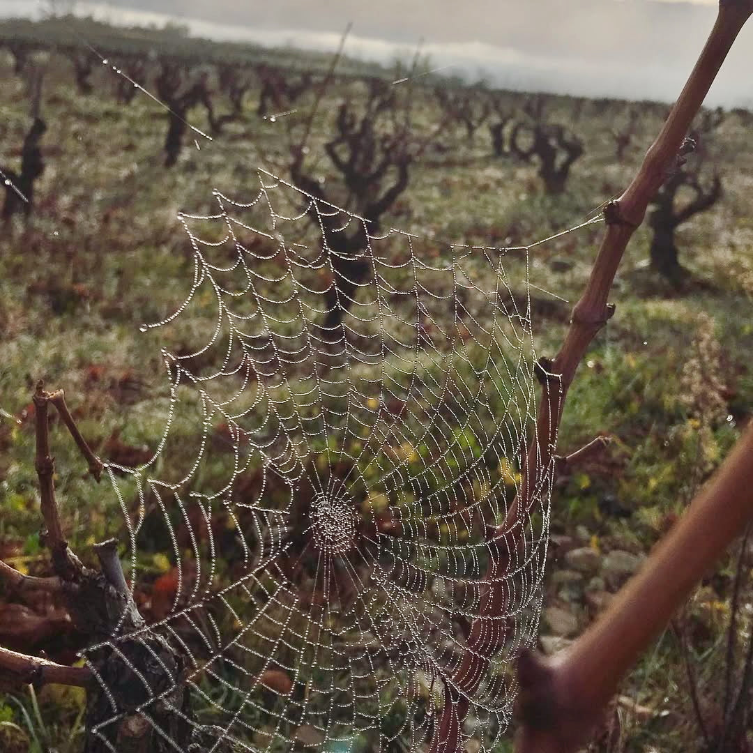 Terre de ciel 2024 (IGP Vaucluse)