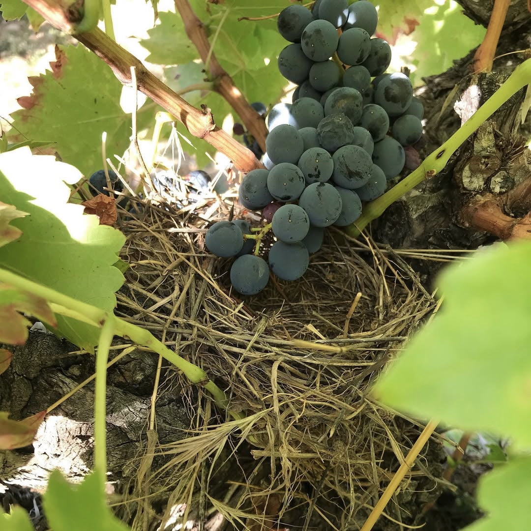 Terre de ciel 2024 (IGP Vaucluse)