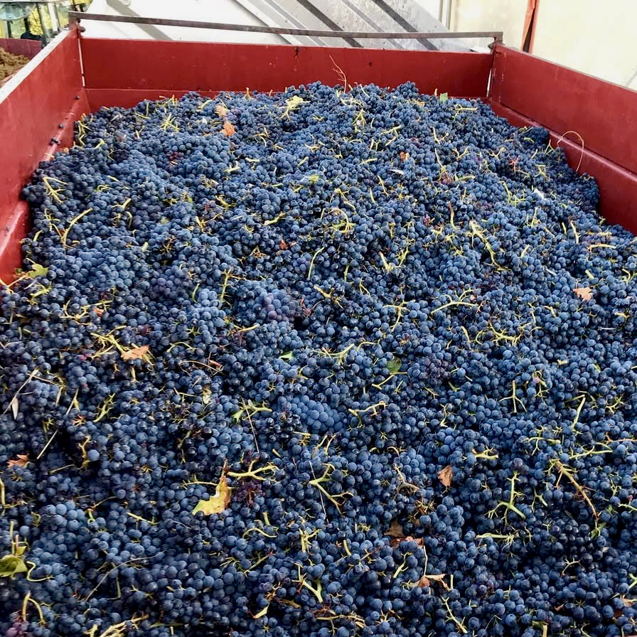 Terre de ciel 2024 (IGP Vaucluse)