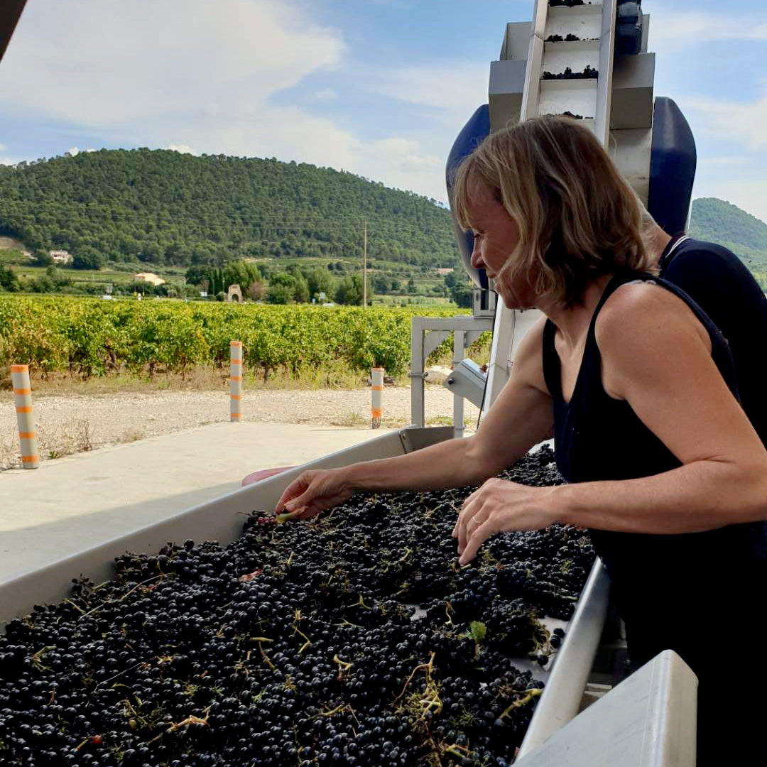 Terre de ciel 2024 (IGP Vaucluse)